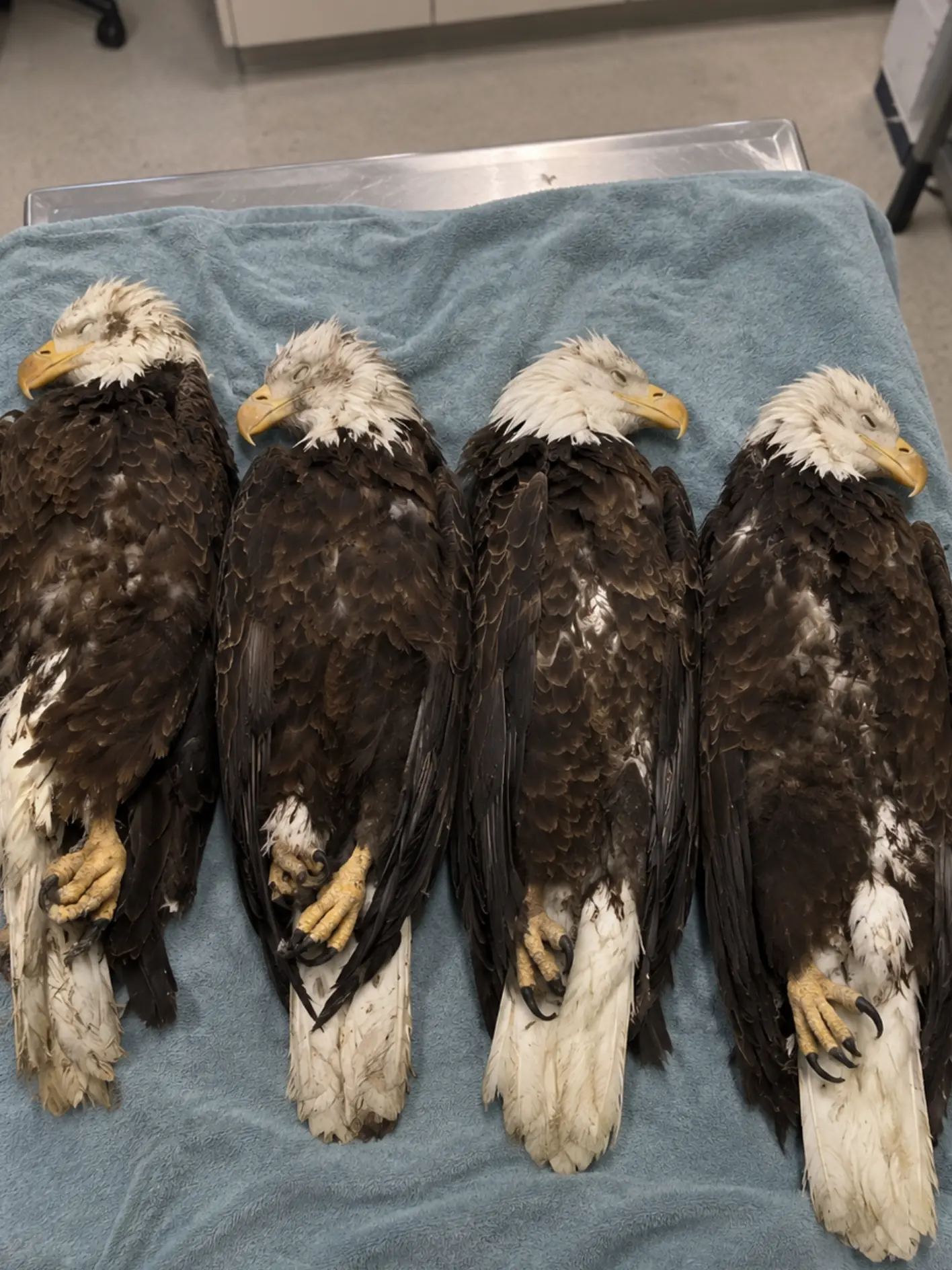 Four Bald Eagles Arrive With Dangerous Lead Exposure — Only One Had Any Chance of Surviving