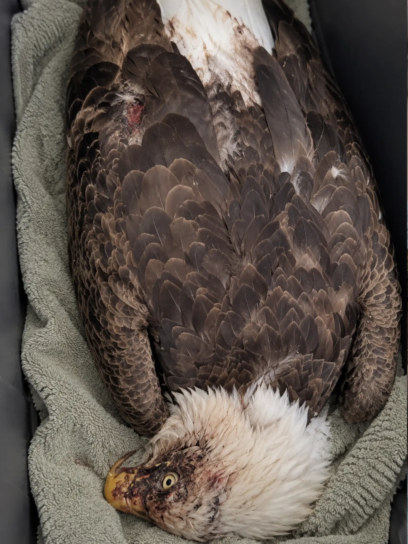 Bald Eagle Seen With What Looked Like a Bruised Eye Near Its Nest — A Closer Examination Revealed More Than a Minor Territorial Wound