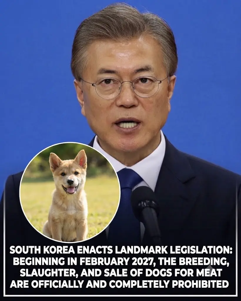 South Korea's Historic Phase-Out of the Dog Meat Industry