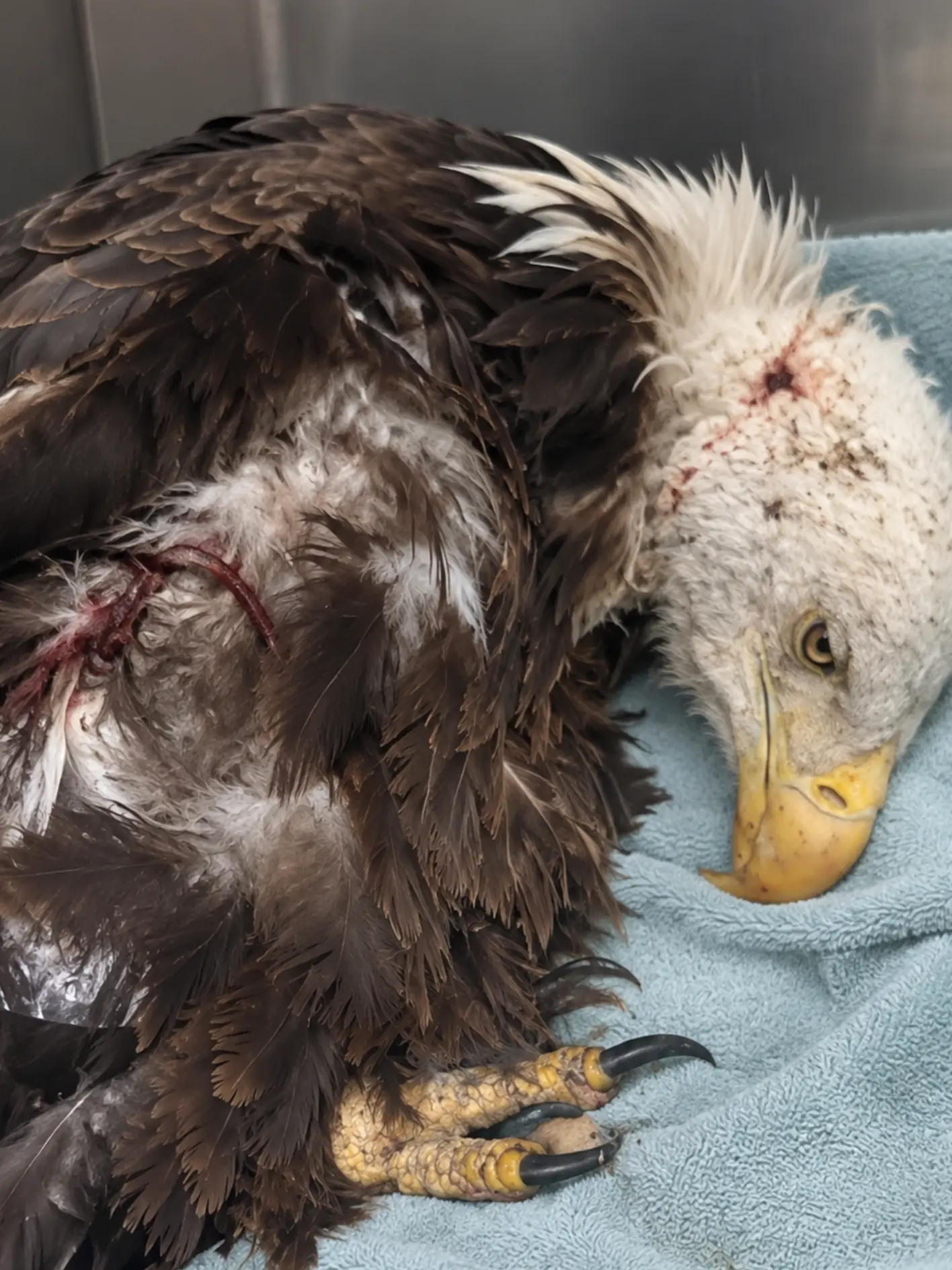 Emaciated Bald Eagle Arrives Too Weak to Stand — A Blood Transfusion From Another Rescued Eagle Gives It a Chance to Survive
