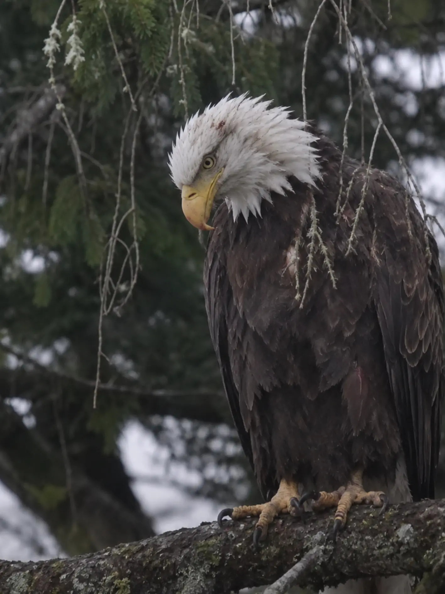 Bald Eagle Remained on the Same Tree for Hours and Could No Longer Fly — Blood Testing Revealed a Dangerous Level of Lead Exposure