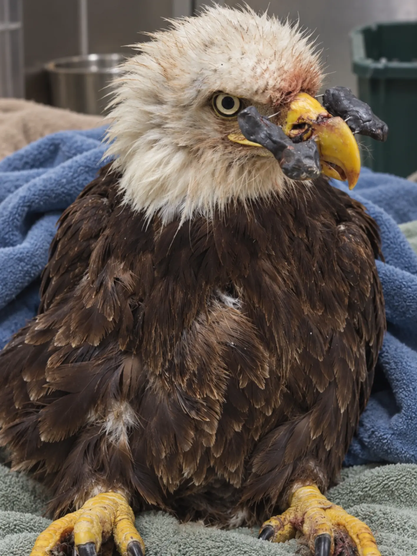 Authorities Search for Information After Bald Eagle Is Found With a Projectile Through Its Beak — Wildlife Hospital Works to Save the Bird