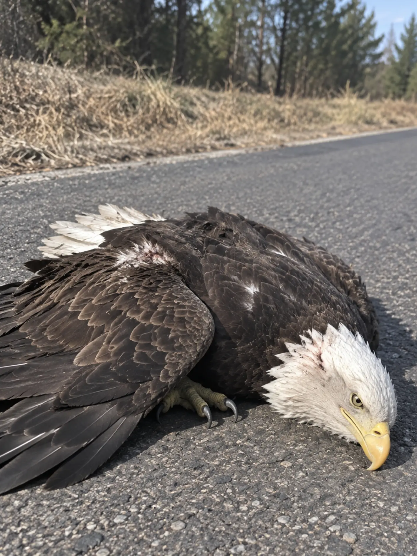 Bald Eagle Found Motionless on a Rural Road After Suspected Vehicle Strike — What Veterinarians Found Was More Serious Than the External Injuries Suggested