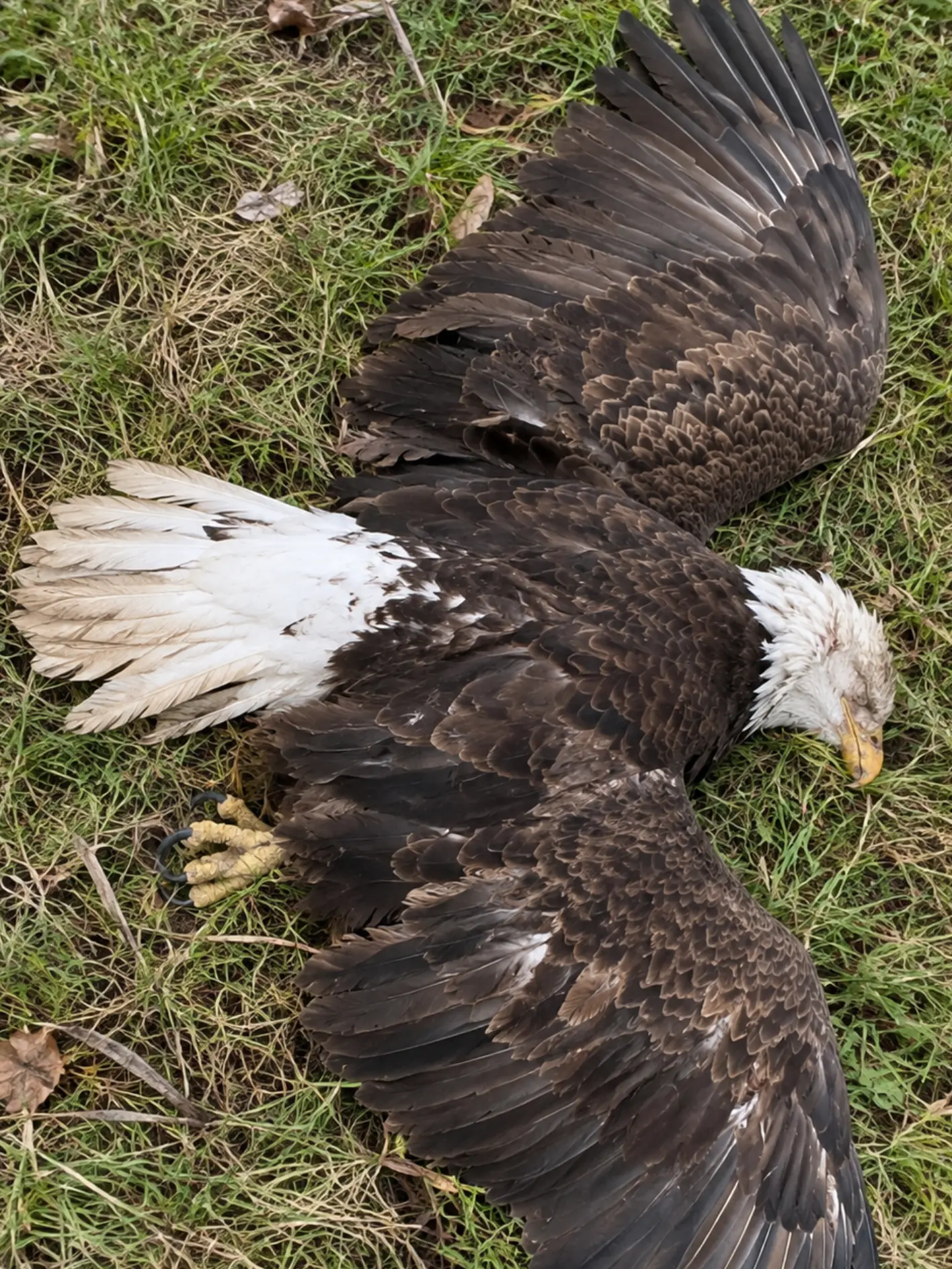 Bald Eagle Dies After Being Struck While Feeding Beside a Road — Wildlife Rescuer Shares the Case as a Warning to Slow Down