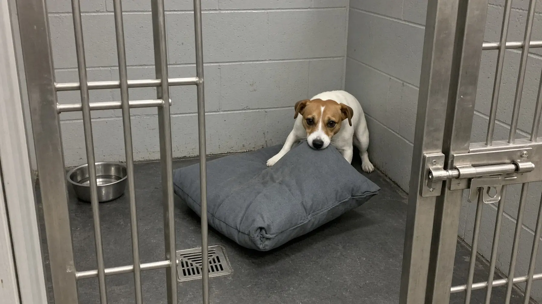 Finn Drags His Bed Across the Kennel Whenever the Door Moves—Then Hides Behind It Like a Shield