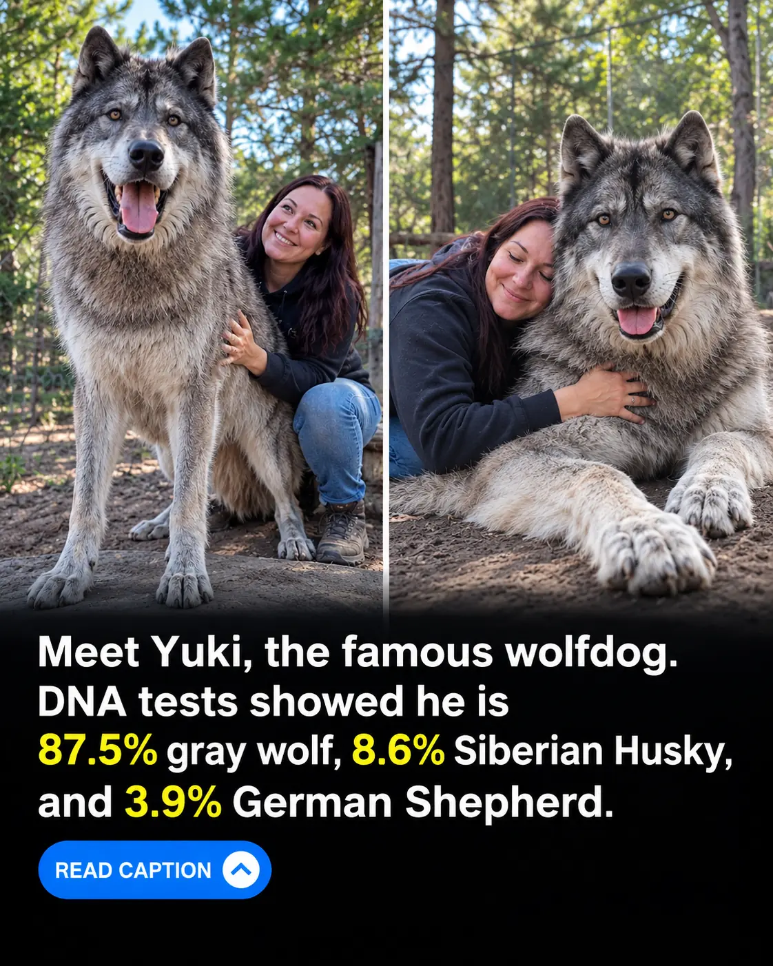 Yuki the Wolfdog: The 87.5% Wolf Who Became an Internet Legend 🐺