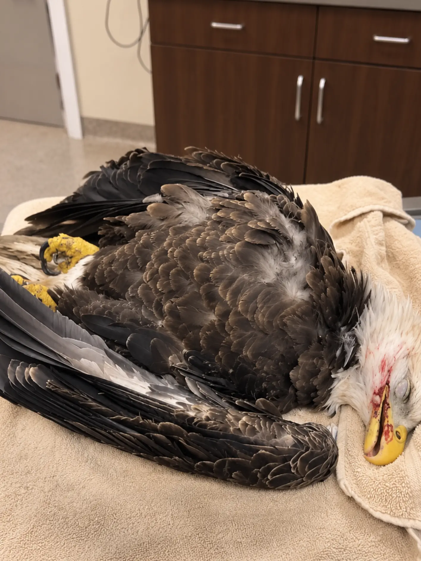Bald Eagle Arrives With Severe Internal Bleeding and Elevated Blood Lead — Veterinarians Suspect Two Preventable Toxic Exposures