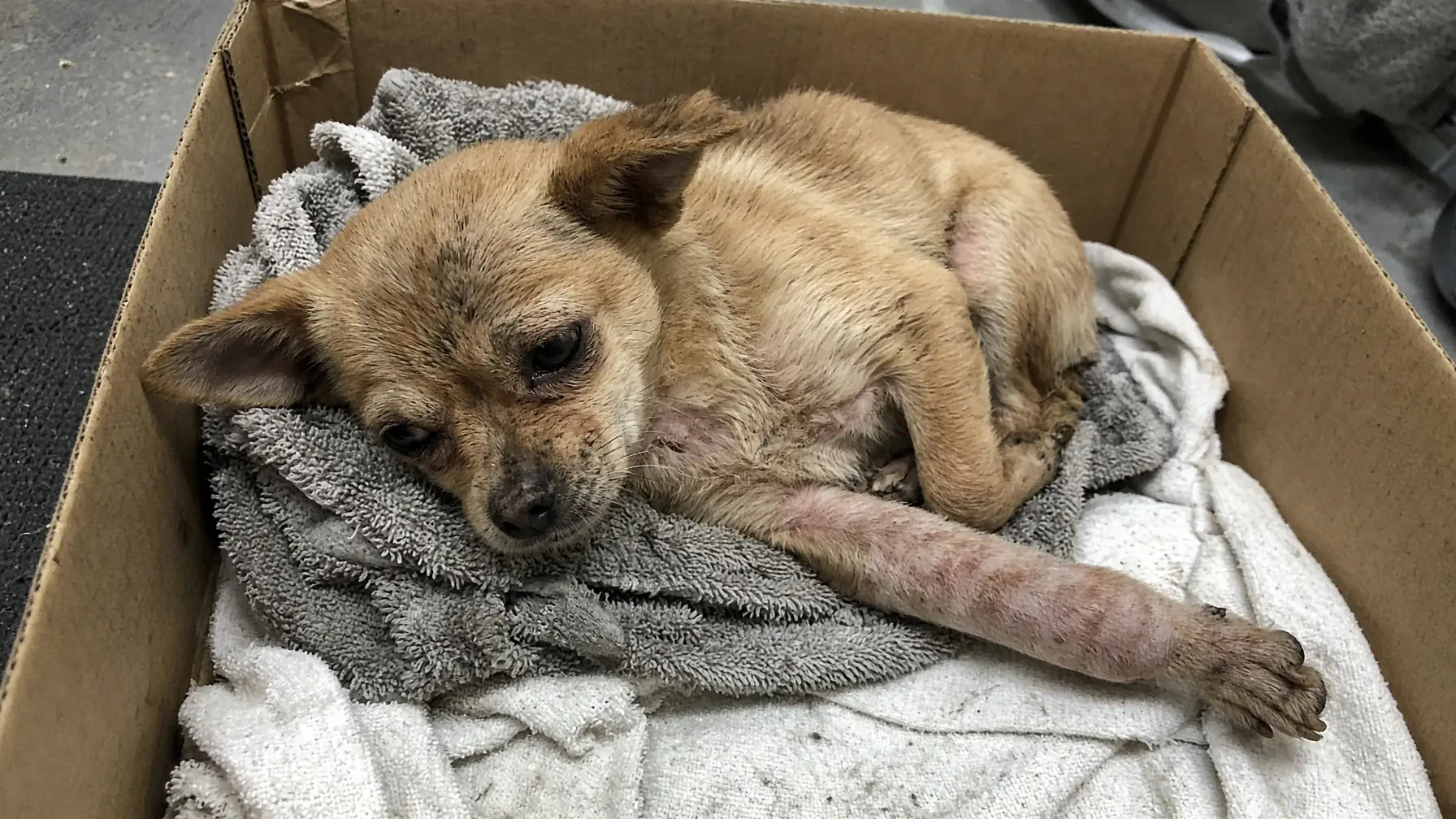 Penny Is Small Enough to Curl Up Inside the Rescue Box—But Her Broken Front Leg Has Nowhere Comfortable to Go