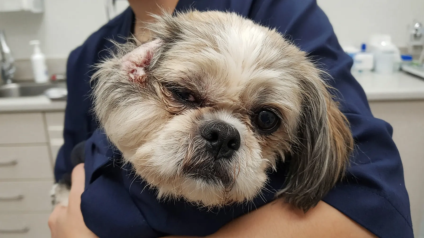 Milo’s Face Is So Swollen He Can Barely Open One Eye—And Even Holding His Head Straight Seems to Hurt