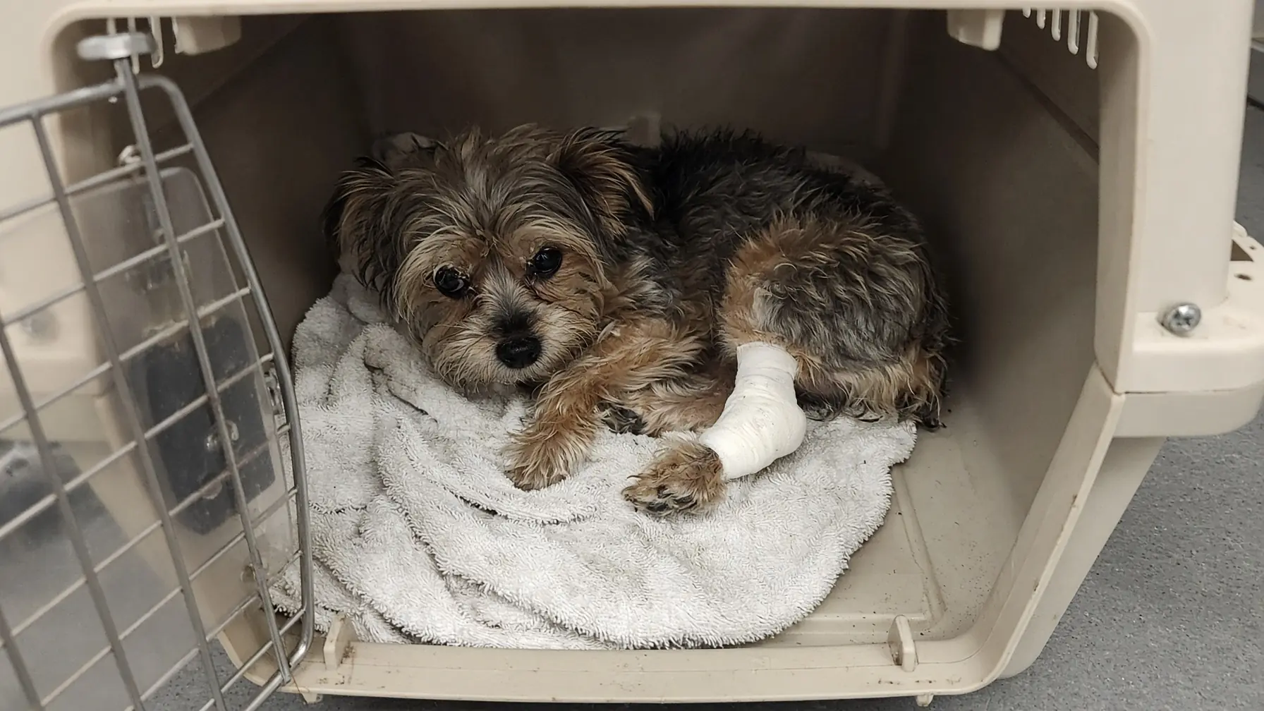 Bean Was Found Curled Beneath a Parked Car—But His Injured Paw Still Hurts Too Much to Let It Touch Anything