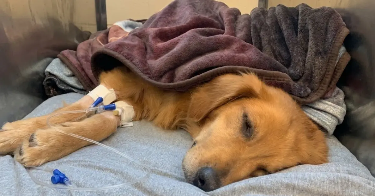 Dog Remains Completely Unresponsive After Surgery for a Devastating Illness — But One Subtle Sign Gives Veterinarians a Reason to Keep Watching