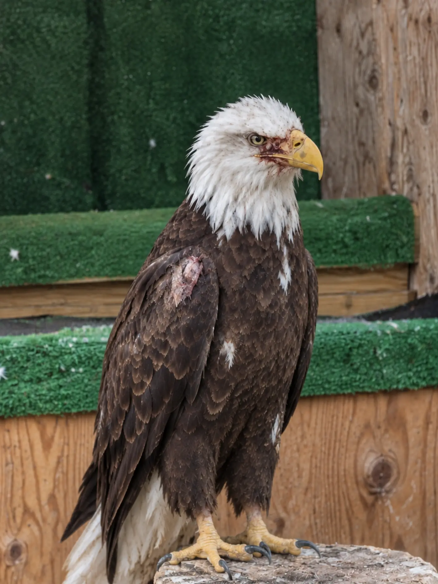 Injured Bald Eagle Appears in a Residential Area and Refuses to Leave — Residents Realize the Bird May Be Too Weak to Survive Without Help