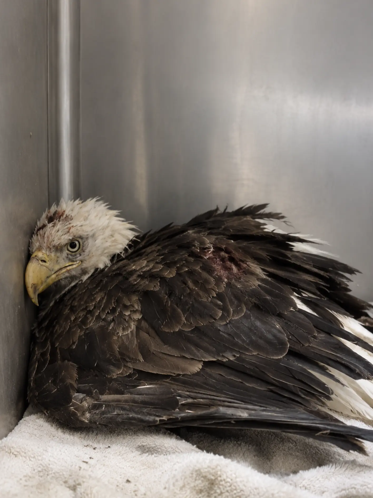 Bald Eagle Could Not Stand After a Severe Spinal Injury — Surgeons Attempted a Procedure That May Be a First in Wildlife Medicine