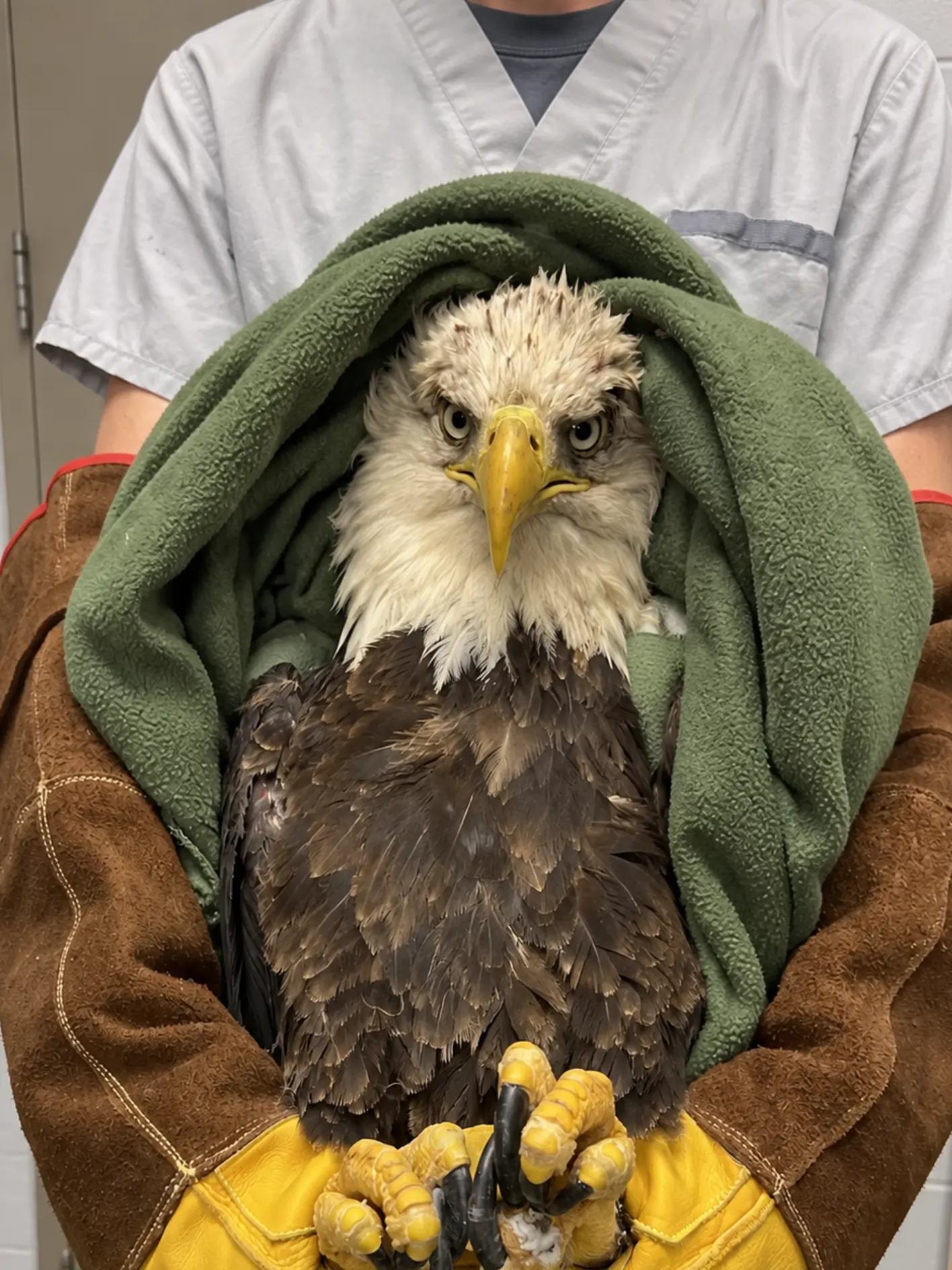 Bald Eagle Undergoes Rare Surgery on Prince Edward Island — Unable to Return to the Wild, It Begins a New Life in Nova Scotia