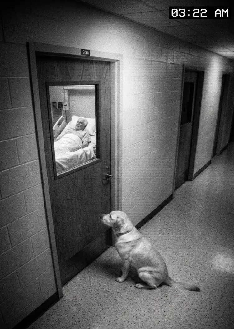 At 3:22 in the morning, hospital security saw a dog outside room 304 scratching at the door again and again. What broke the night staff wasn’t the noise—it was learning why he refused to leave that room.