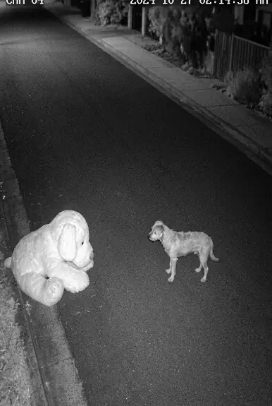 A stray dog stopped in the middle of an empty street and stared at what looked like another dog waiting on the sidewalk