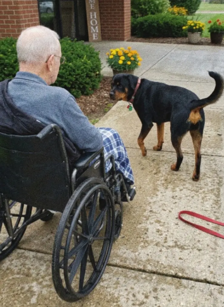 For eleven years, Rosie had one rule: wherever Walter’s wheelchair stopped for the night, she slept close enough to touch it.