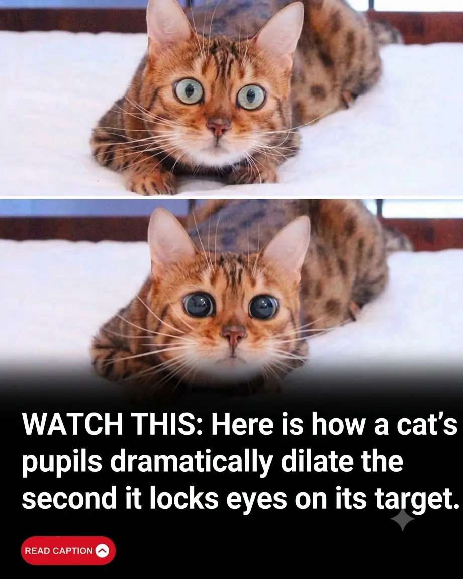 The Feline Focus Engine: Decoding the Fascinating Mechanics Behind a Cat’s Eye Transformation
