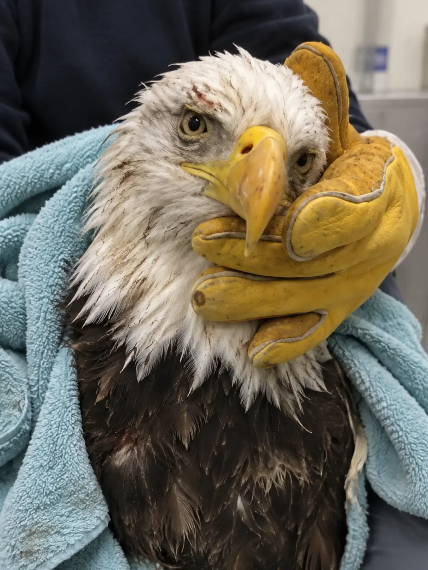 Bald Eagle Recovers From Serious Injuries and Returns to the Wild — A Small Tracking Device Will Show Researchers Where It Goes Next