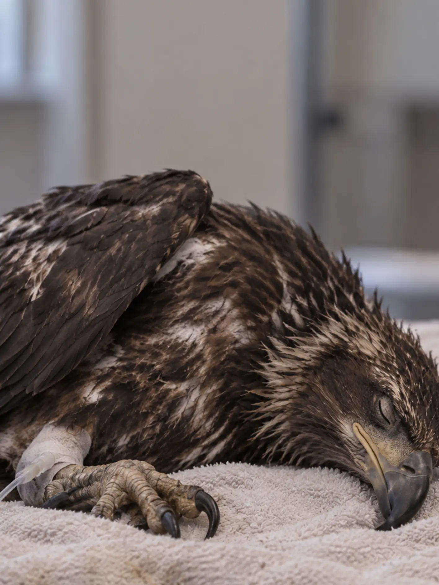 Juvenile Bald Eagle Dies After 10 Days of Intensive Care — Wildlife Team Says Severe Starvation Had Already Taken Too Much