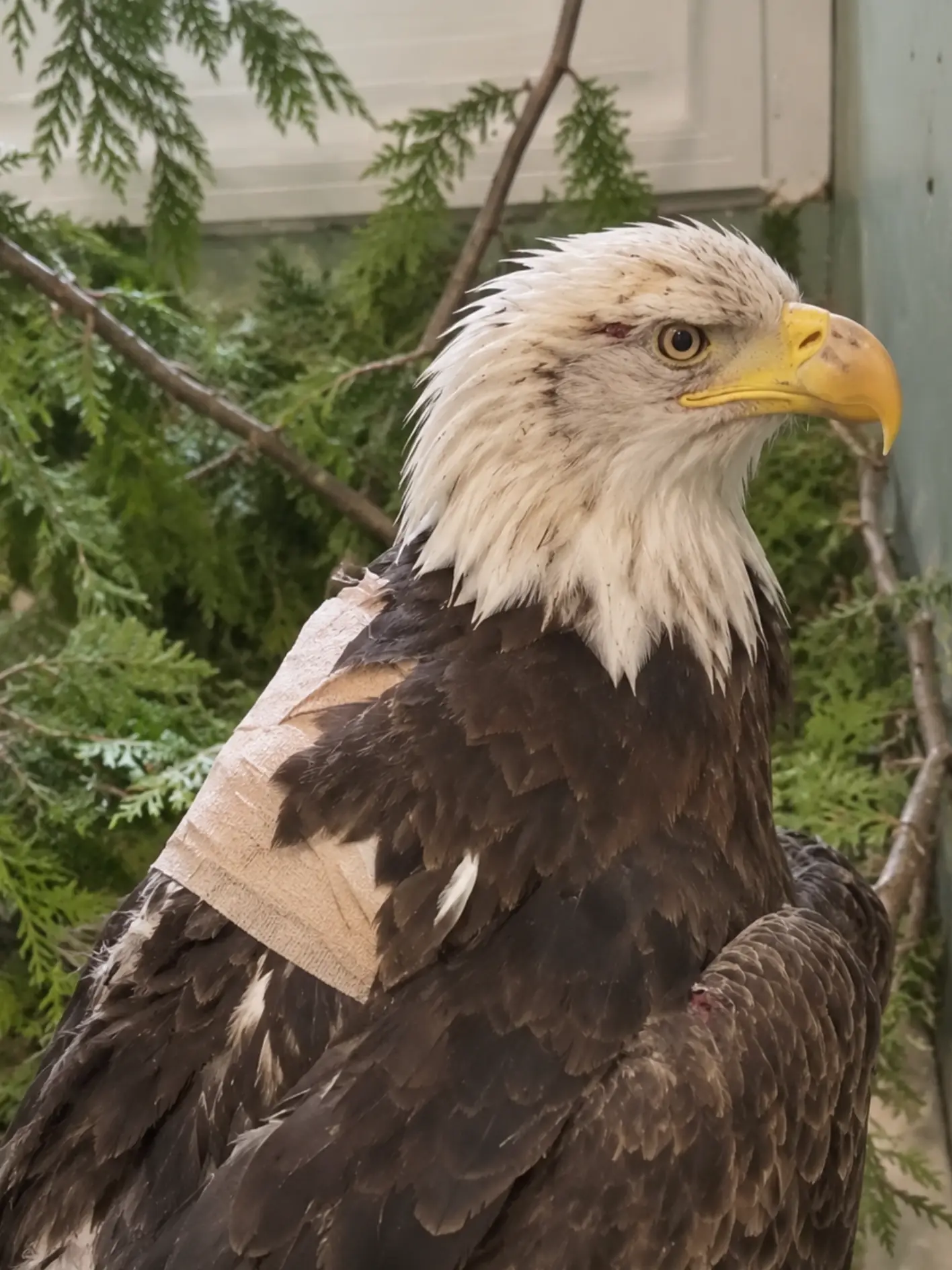 Bald Eagle Survives a Broken Wing and Flies Again — Its Quiet Moment With the Veterinarian Felt Like a Final Thank-You