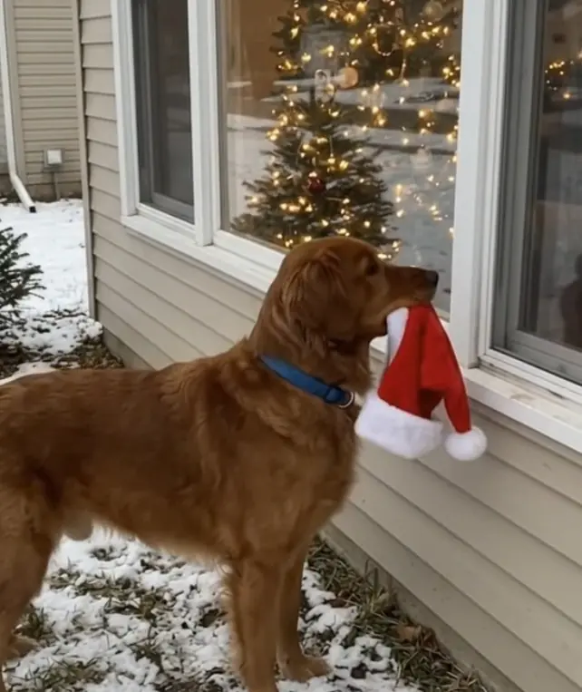 For six Christmases, Coco arrived at our door carrying the same worn Santa hat. He would eat one enormous meal
