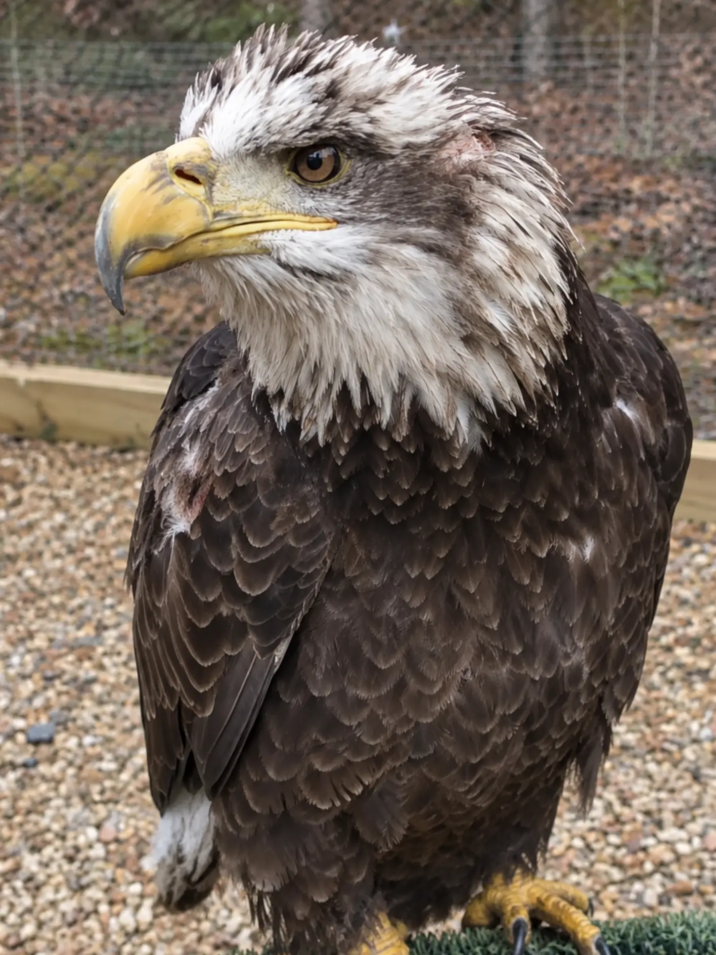 Bald Eagle Survives Suspected Territorial Fight — The Shoulder Wound Was More Serious Than It First Appeared
