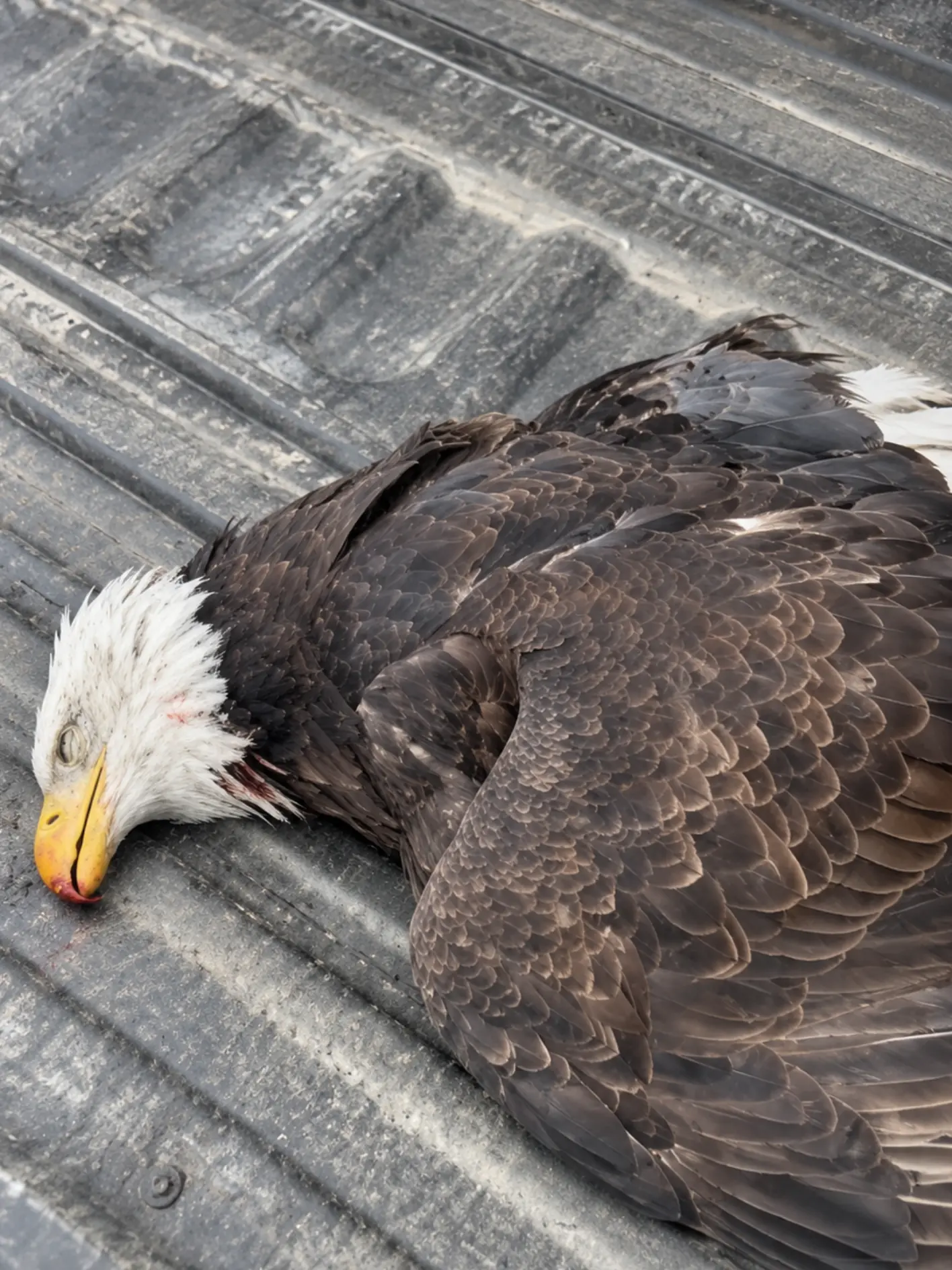 Driver Strikes a Bald Eagle on a Rural Highway — Instead of Leaving, He Drives the Injured Bird Straight to a Wildlife Hospital