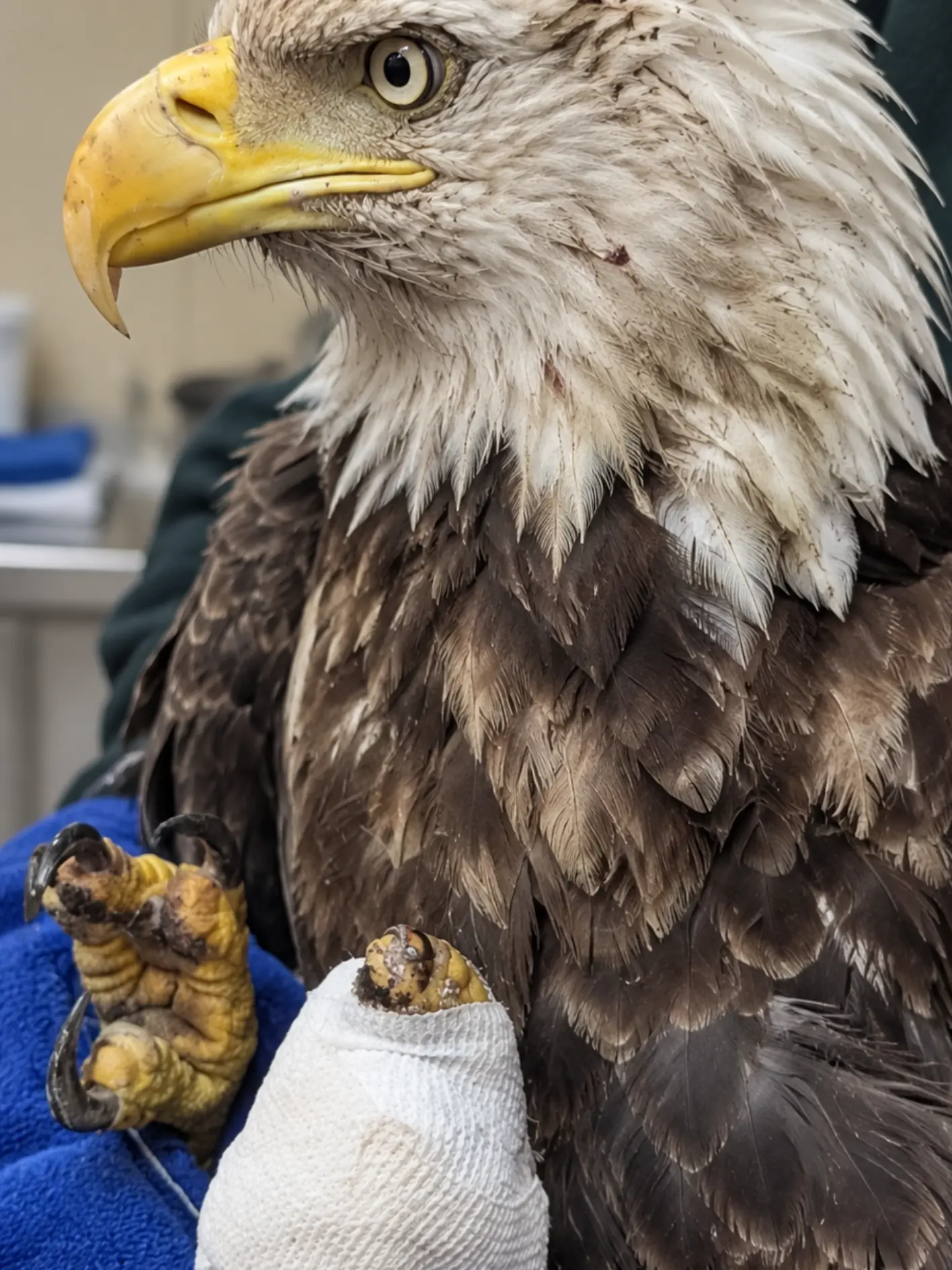 Bald Eagle Found Injured Near a Northern Wisconsin Lake Is Recovering — Residents and State Wildlife Officers Worked Together to Get It Into Care