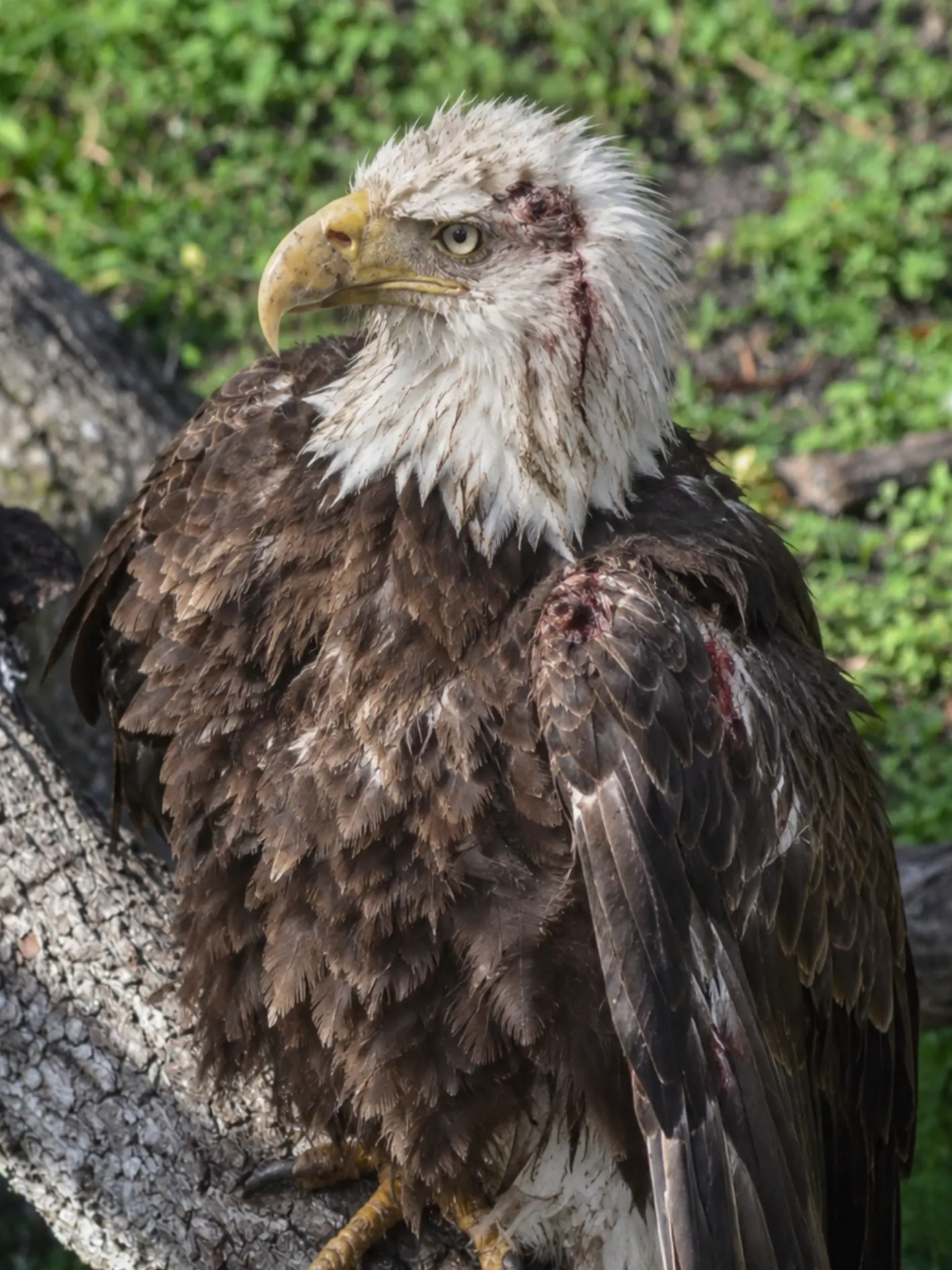 Injured Bald Eagle Refuses to Leave a Family’s Backyard — Its Unusual Behavior Looked Almost Like a Silent Request for Help