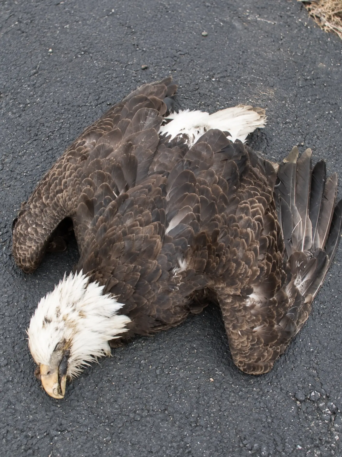 Bald Eagle Flies Across a Moving Car and Is Knocked Unconscious — What Happened After the Driver Turned Around Gave It a Second Chance