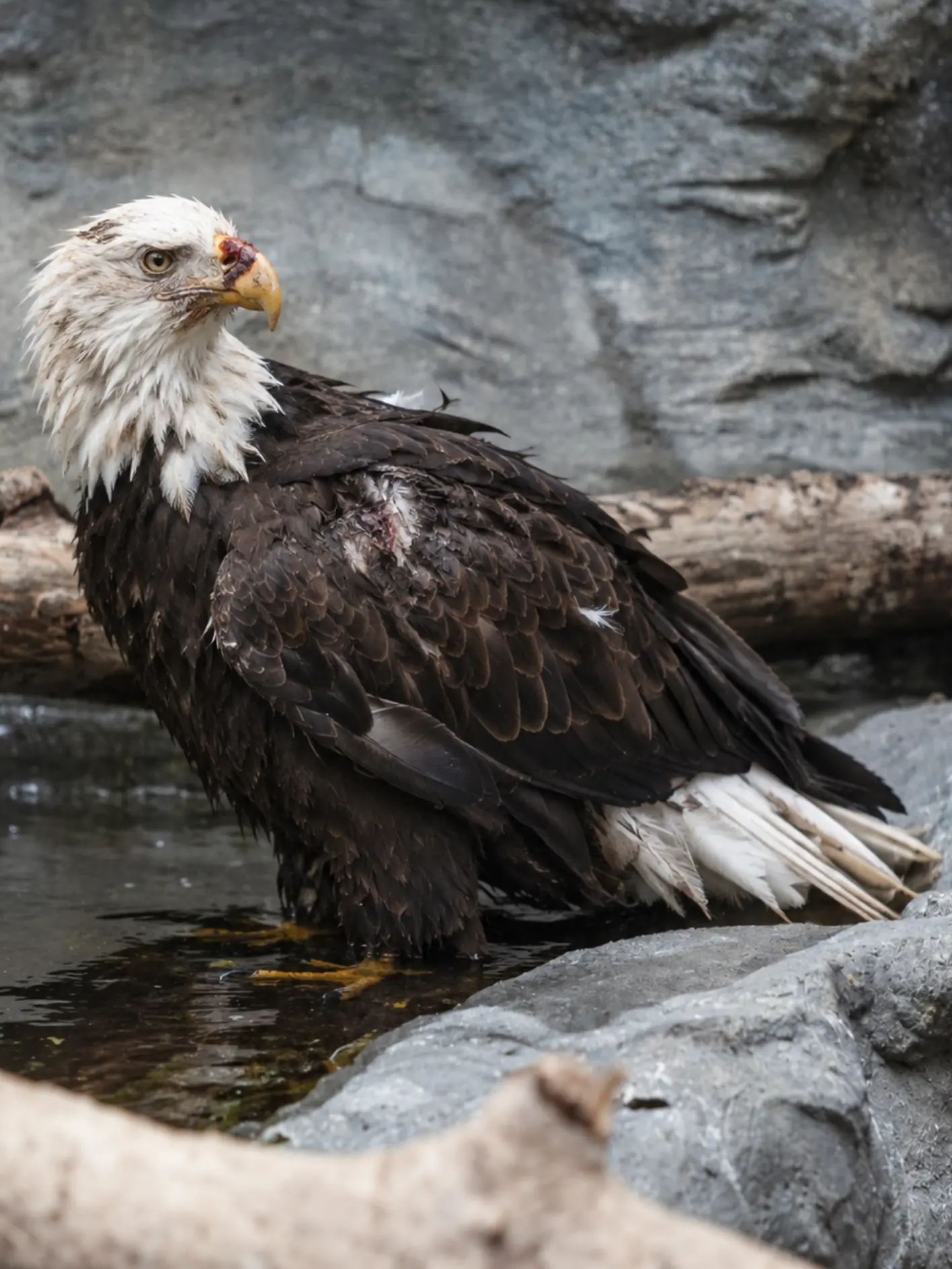 Injured Bald Eagle Found Standing in Shallow Water — Residents Realized the Wound on Its Beak Was More Serious Than It Looked