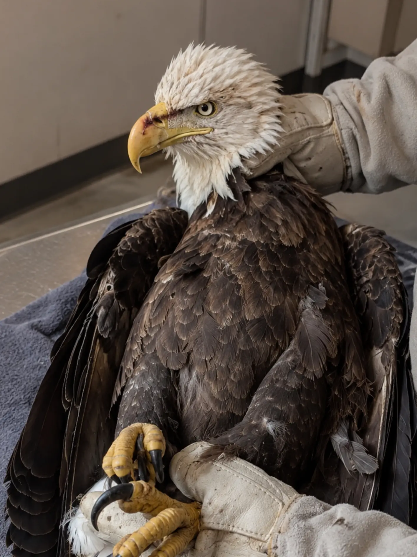 Adult Bald Eagle Found Grounded Near an Indiana Lake Dies Overnight — Tests Are Underway to Determine Whether Avian Influenza Was Responsible