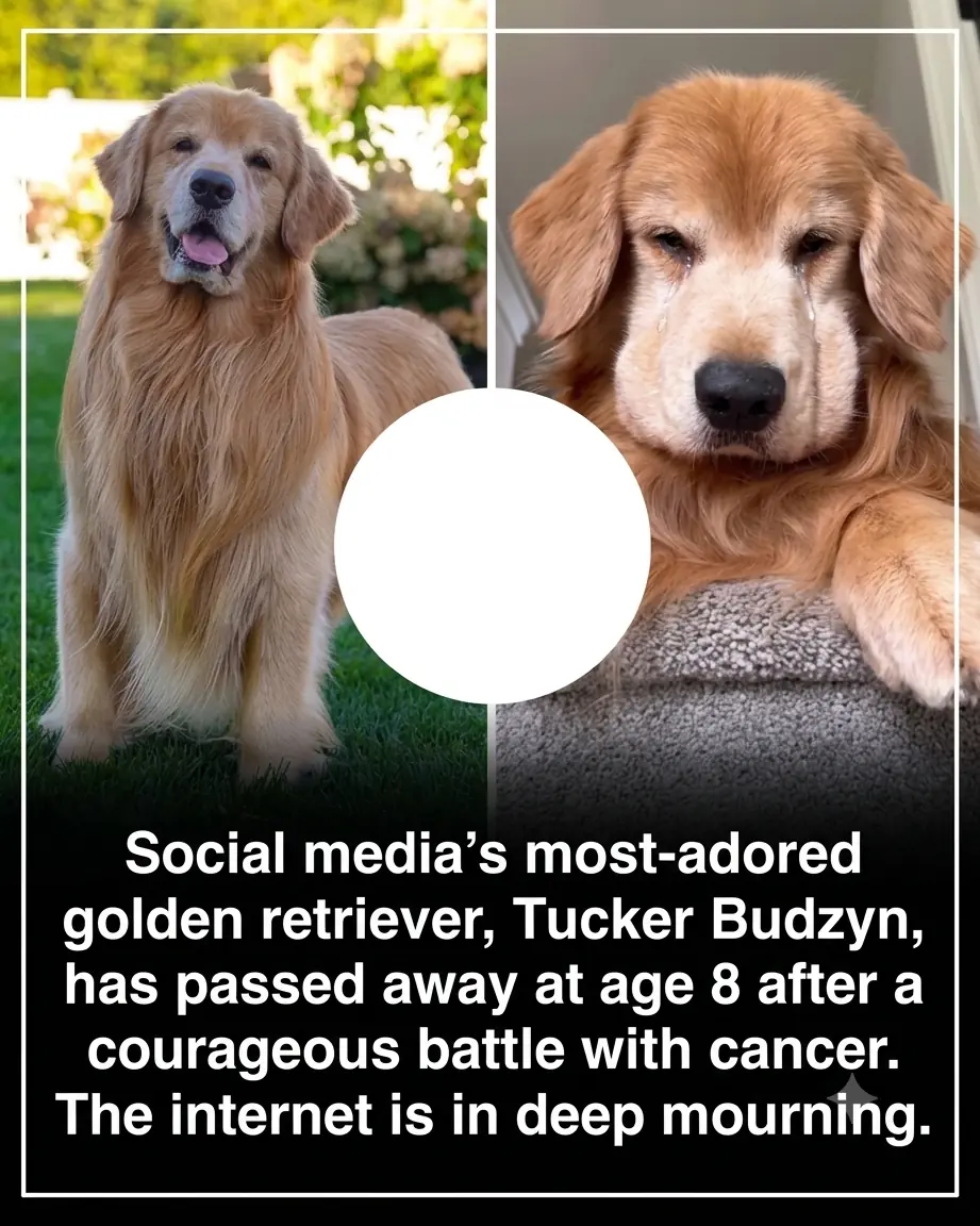 A Lifetime of Smiles: Remembering Tucker Budzyn, the Internet’s Favorite Golden Retriever