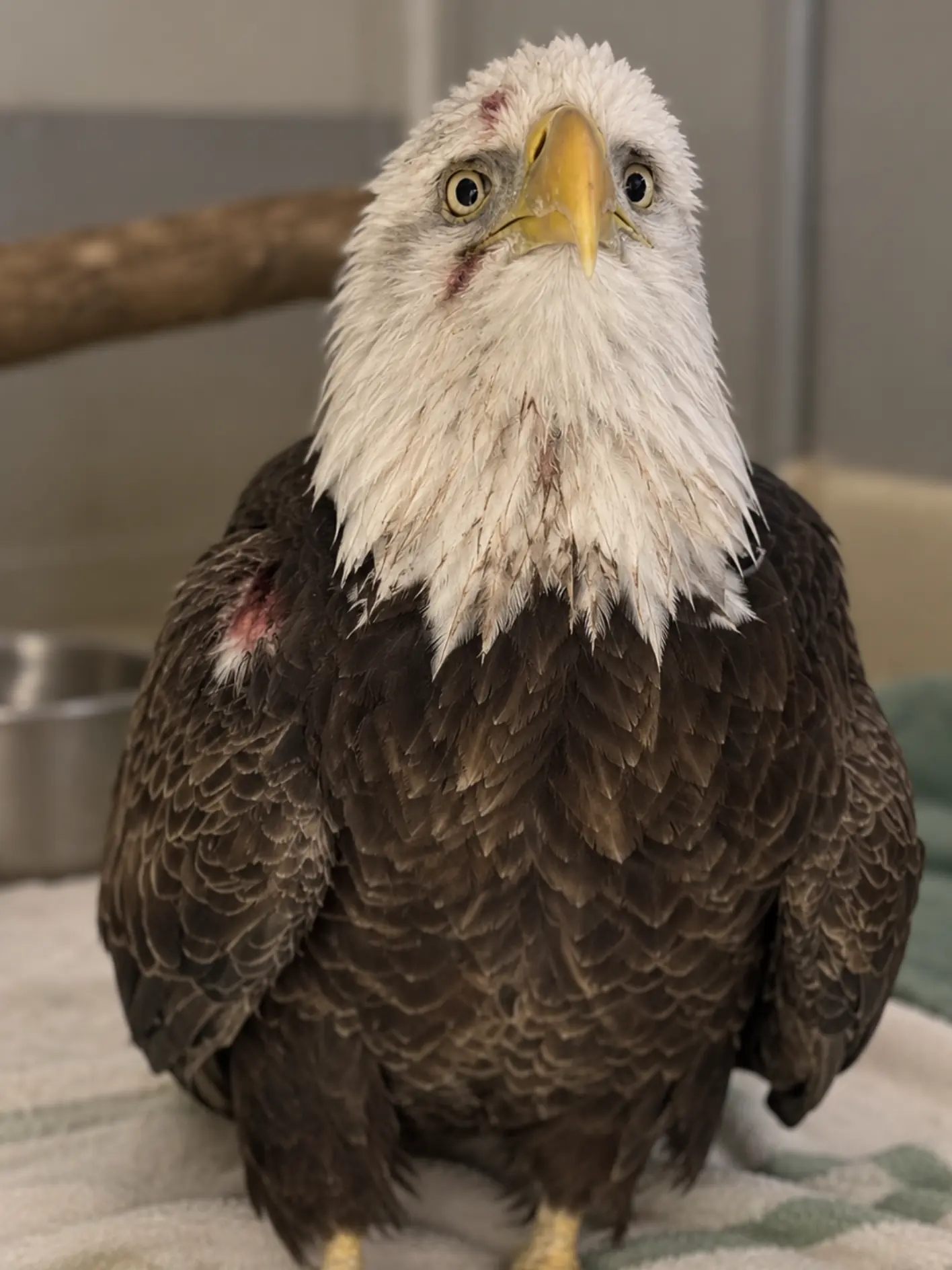 Another Bald Eagle Dies From Lead Poisoning — Wisconsin Wildlife Rehabilitator Urges Hunters to Switch to Non-Lead Ammunition