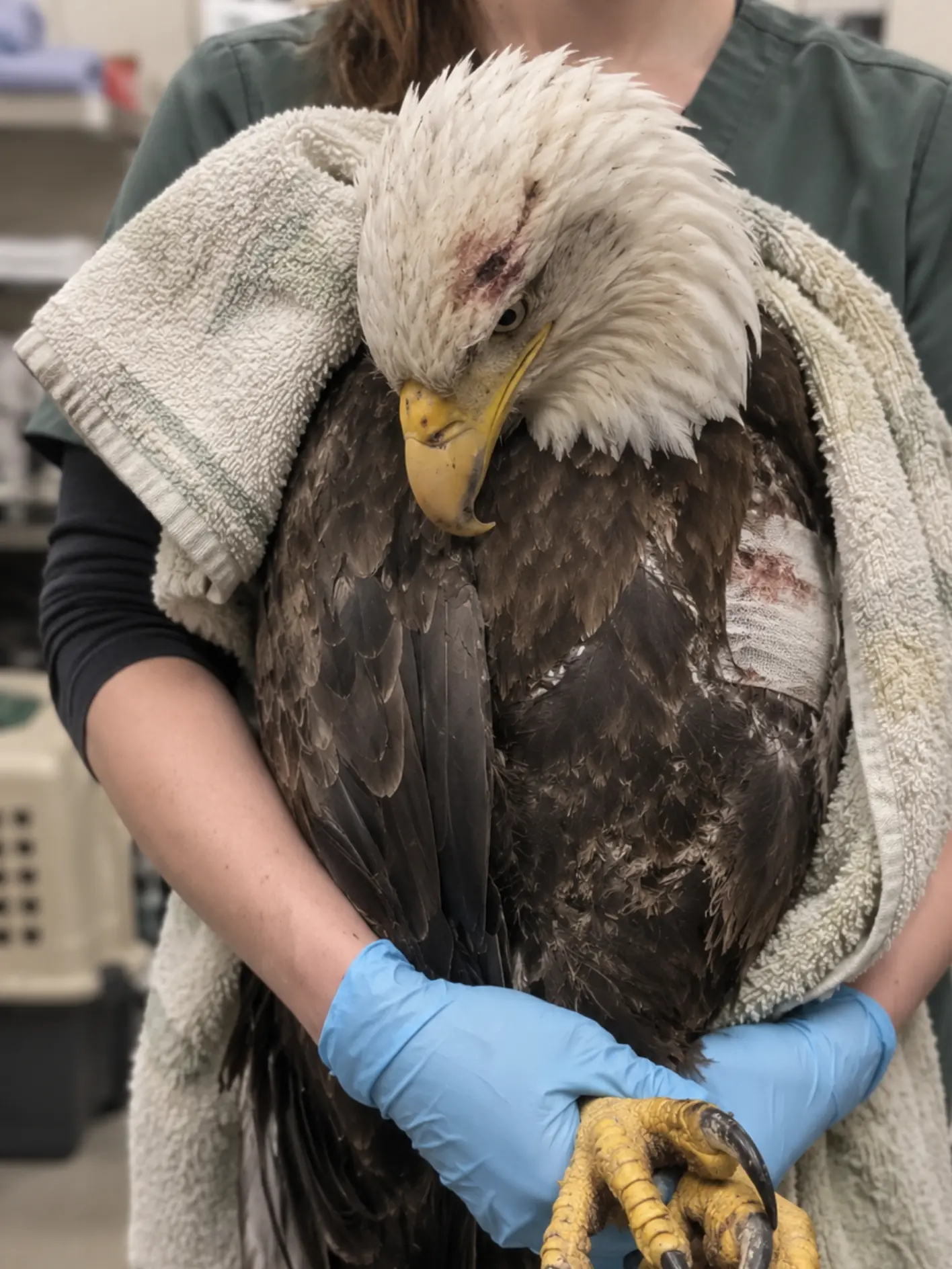 Bald Eagle Dies From Lead Poisoning Despite Intensive Care — Wildlife Center Warns the Same Toxic Exposure Is Still Sending Raptors to Its Hospital
