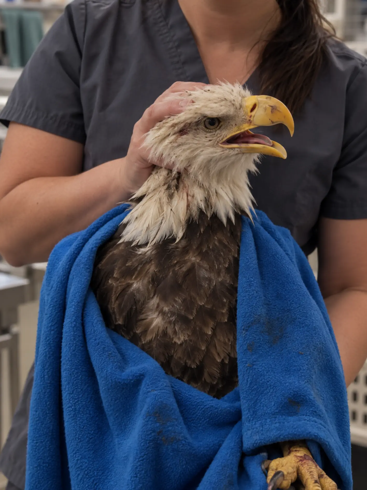 Injured Bald Eagle Becomes a VIP Patient at a Colorado Wildlife Center — A Broken Right Wing Leaves Its Return to the Wild Uncertain