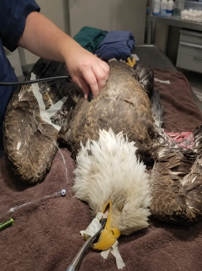 “We Have an Unusual Situation.” A Park Ranger Called About an Injured Bald Eagle Near a Mountain Lake — This Time, the Report Was Exactly Right