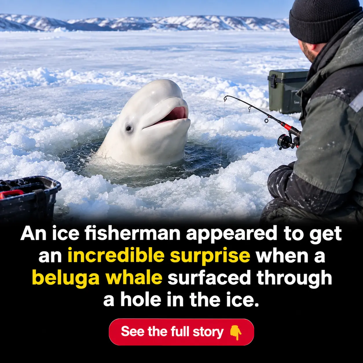 Ice Fisherman Gets the Surprise of a Lifetime When a Beluga Whale Pops Up Through His Fishing Hole