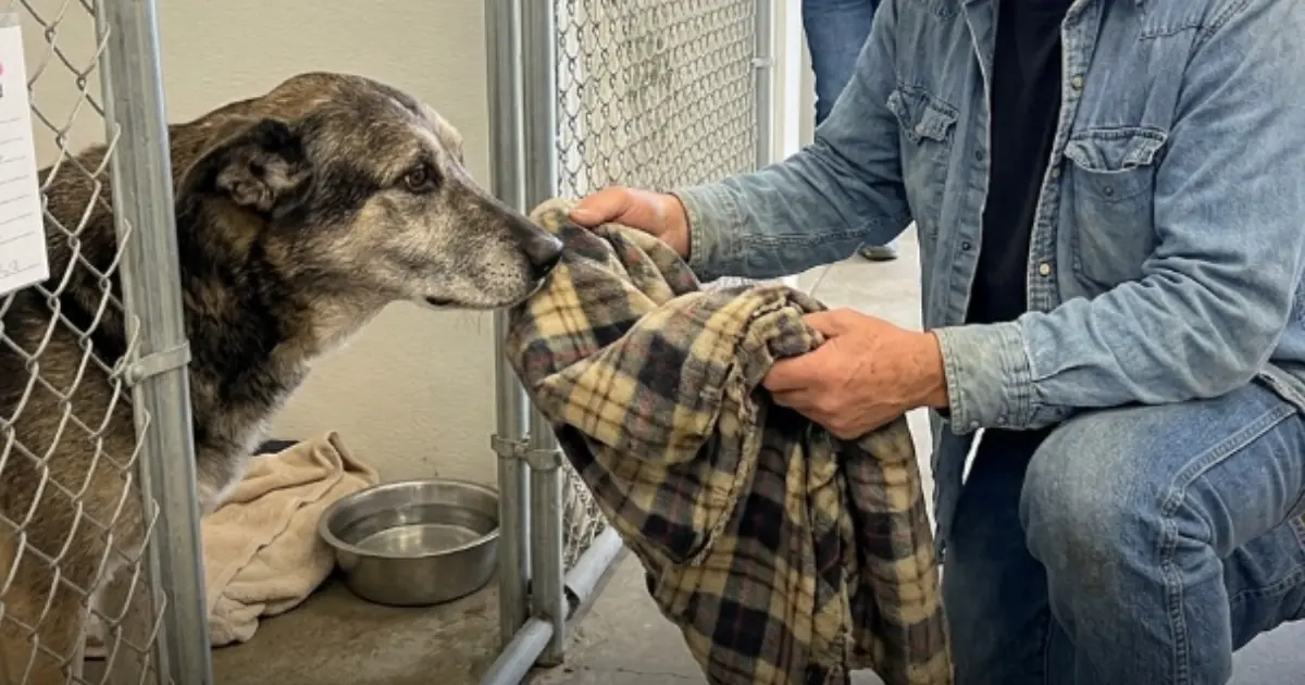 The rescue thought Buddy had finally started settling in after his owner died. He was eating again, greeting volunteers again, even wagging his tail once in a while