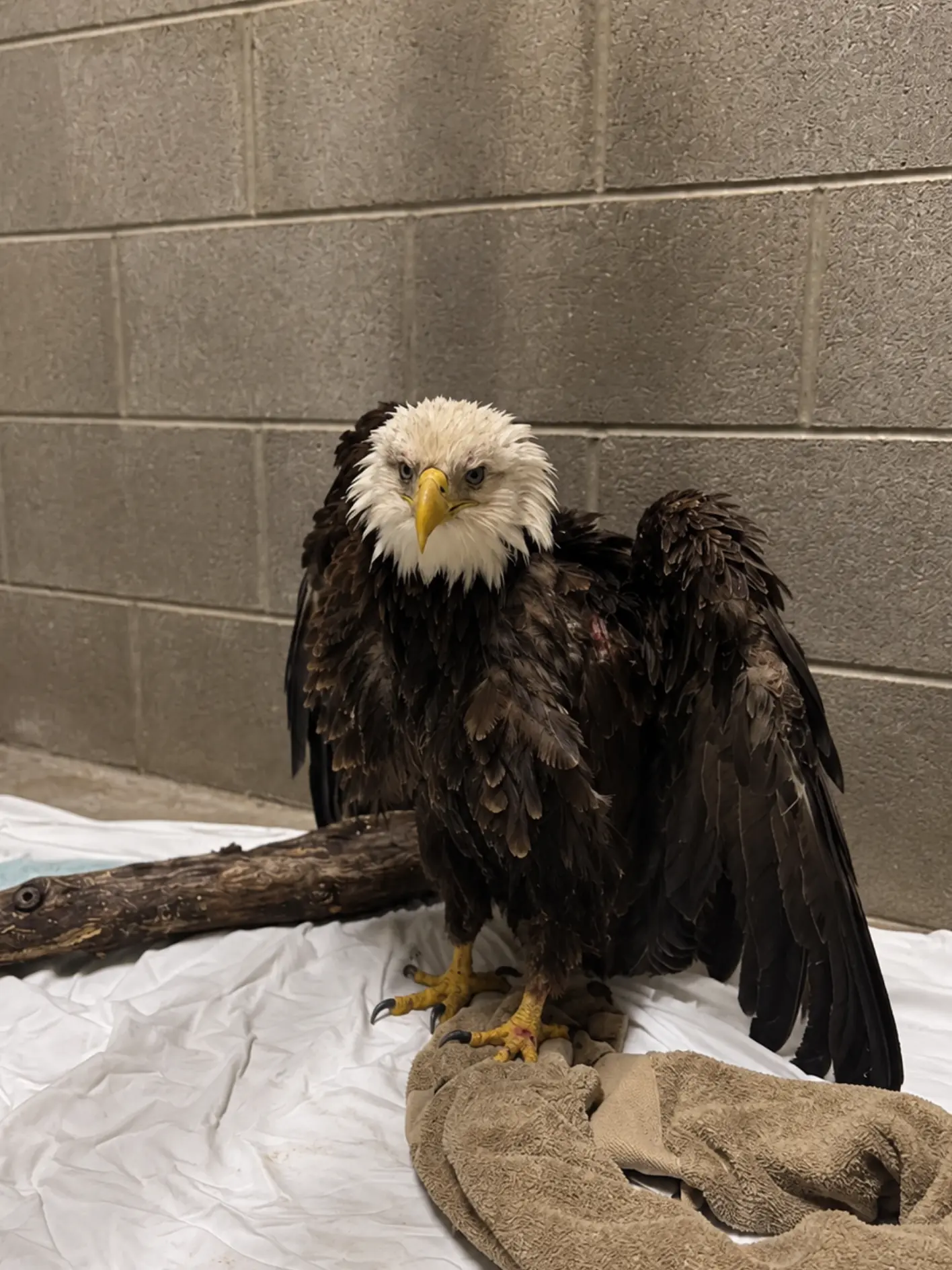 Adult Bald Eagle Admitted Overnight After Suspected Vehicle Strike — Wildlife Team Watches Closely for Hidden Trauma