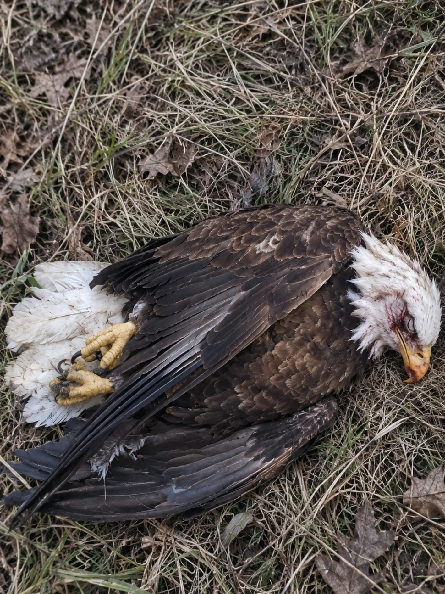 Bald Eagle Found Shot Dead in Roadside Ditch — Wildlife Officers Ask the Public for Information