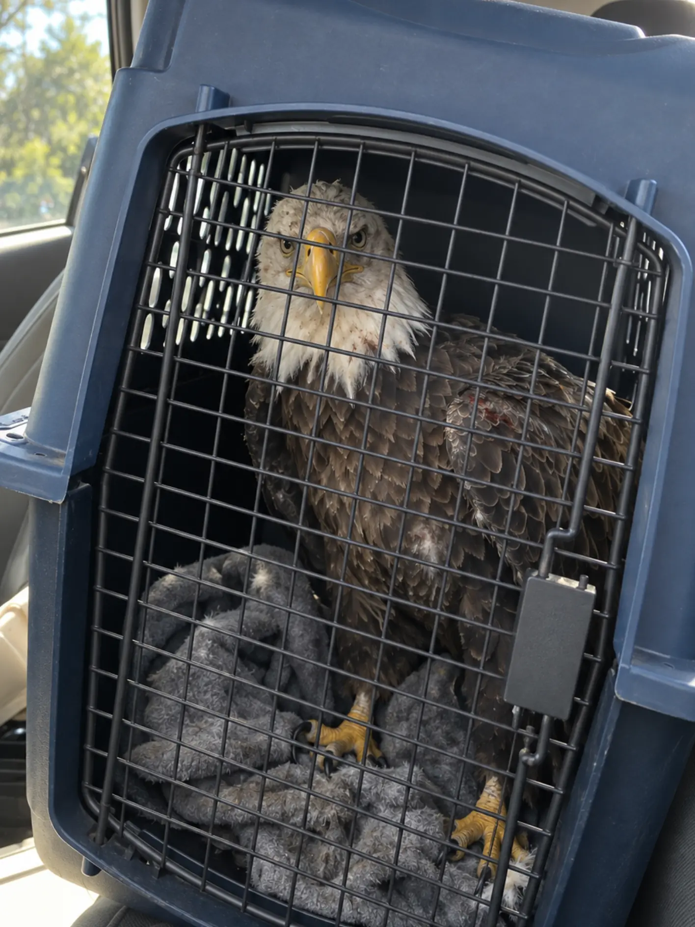 Bald Eagle Found Impaled on PVC Pipe Beneath a Home Vent — Coastal Wildlife Team Coordinates Emergency Rescue and Transfer
