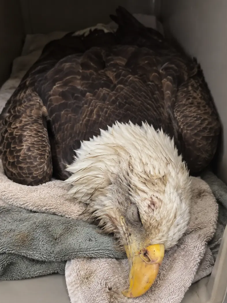 Two Bald Eagles Rescued From the Same Area in Critical Condition — Wildlife Team Suspects Rodenticide Poisoning and Begins Emergency Treatment