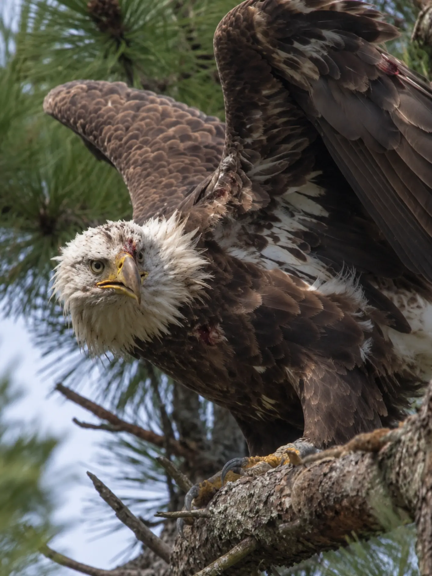 Injured Bald Eagle Spotted Clinging to a Pine Branch for Hours — Residents Call Wildlife Rescuers to Bring It Down Safely