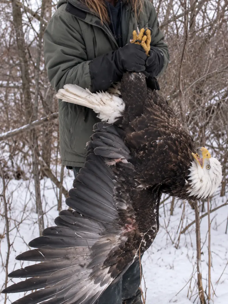 Injured Bald Eagle Found in a Snow-Covered Farm Field — Retired Volunteer Helps Capture the Bird After It Tries to Escape on Foot