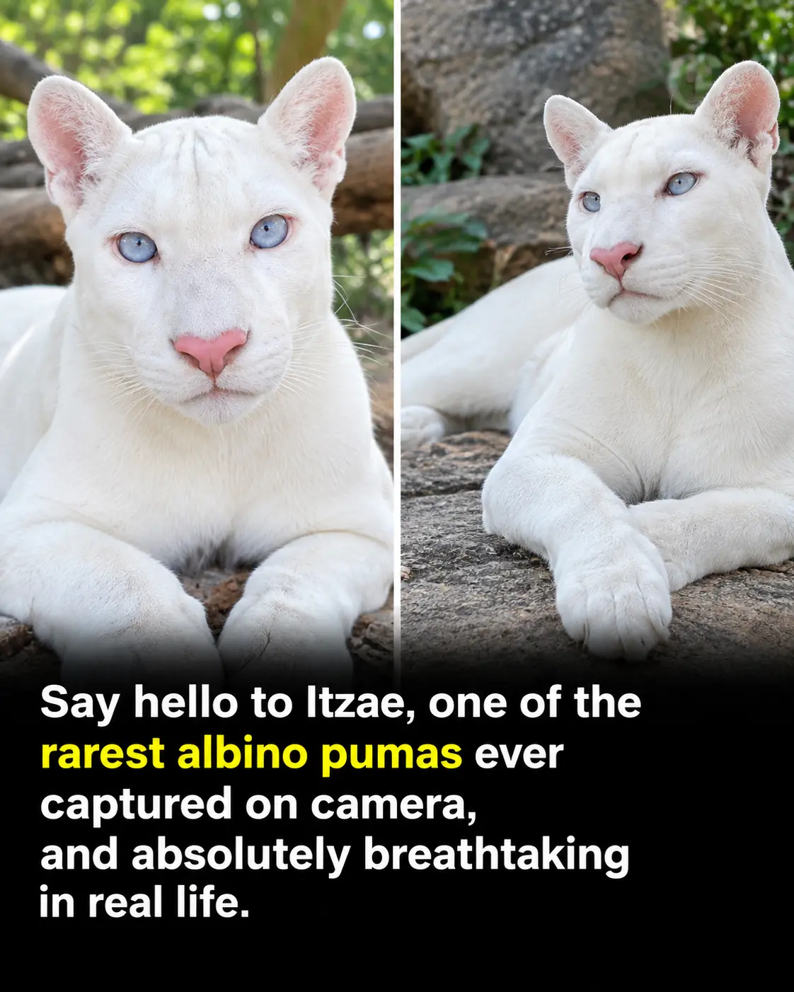 Itzae, One of the World’s Rarest Albino Pumas, Captivates With Her Striking White Coat