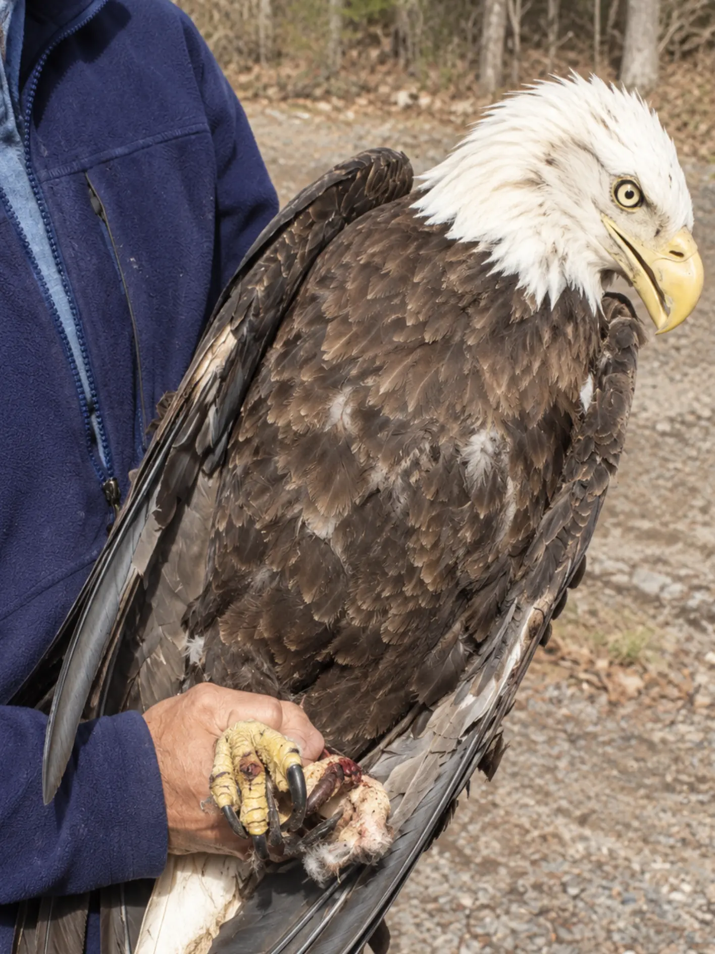 Bald Eagle Badly Injured After Midair Fight With Another Eagle — Rescuers Find Deep Talon Wounds Across Its Wing and Foot