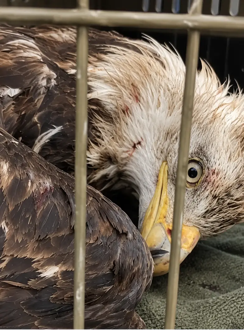 Bald Eagle Pulled From an Alligator Pond in Florida — Rescuers Say the Soaked, Injured Bird Arrived Extremely Stressed and Unable to Fly