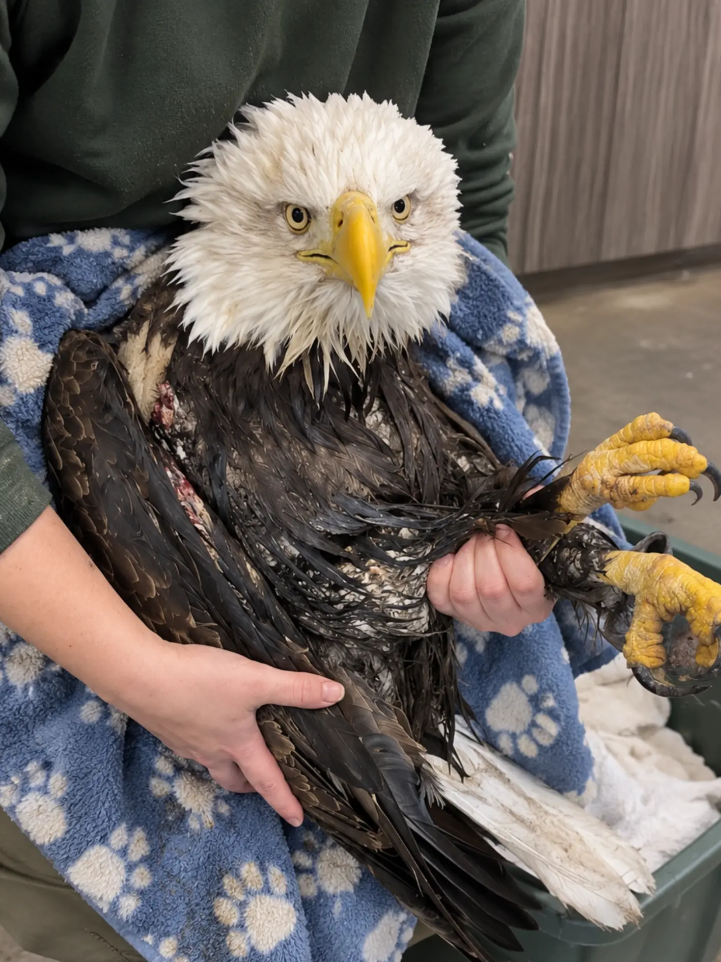 Bald Eagle Rescued After Falling Into a Farm Pond — Soaked Wings and an Unknown Injury Left It Unable to Get Back Into the Air